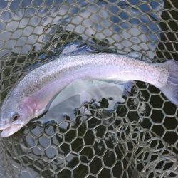 釣れる、釣れるぞ！ 大安トラウトレイク